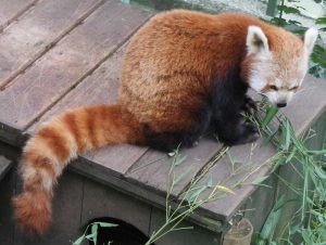 panda cervena
