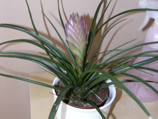 Tillandsie pěstování