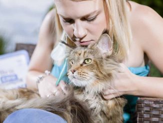 brit kocka dlouhosrsta