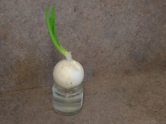 pestovani cibulove nate